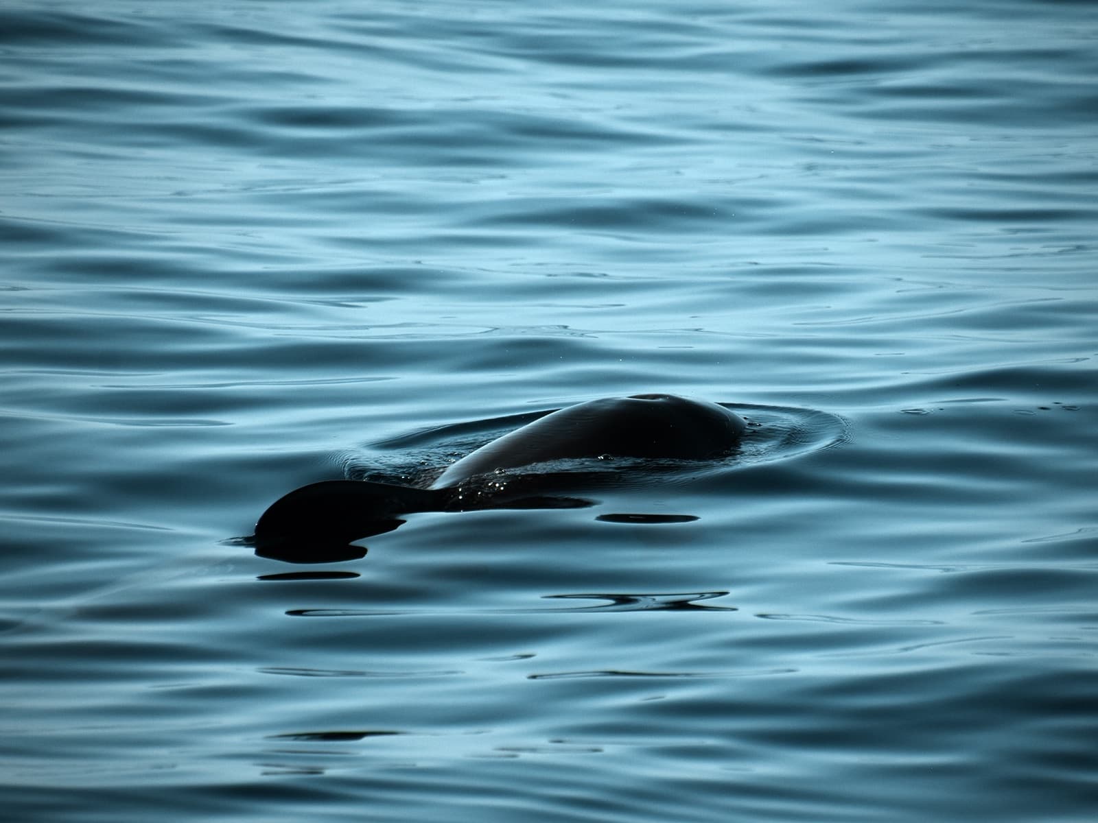 Lanzarote Whale & Dolphin Tours with WeWhale Canarias