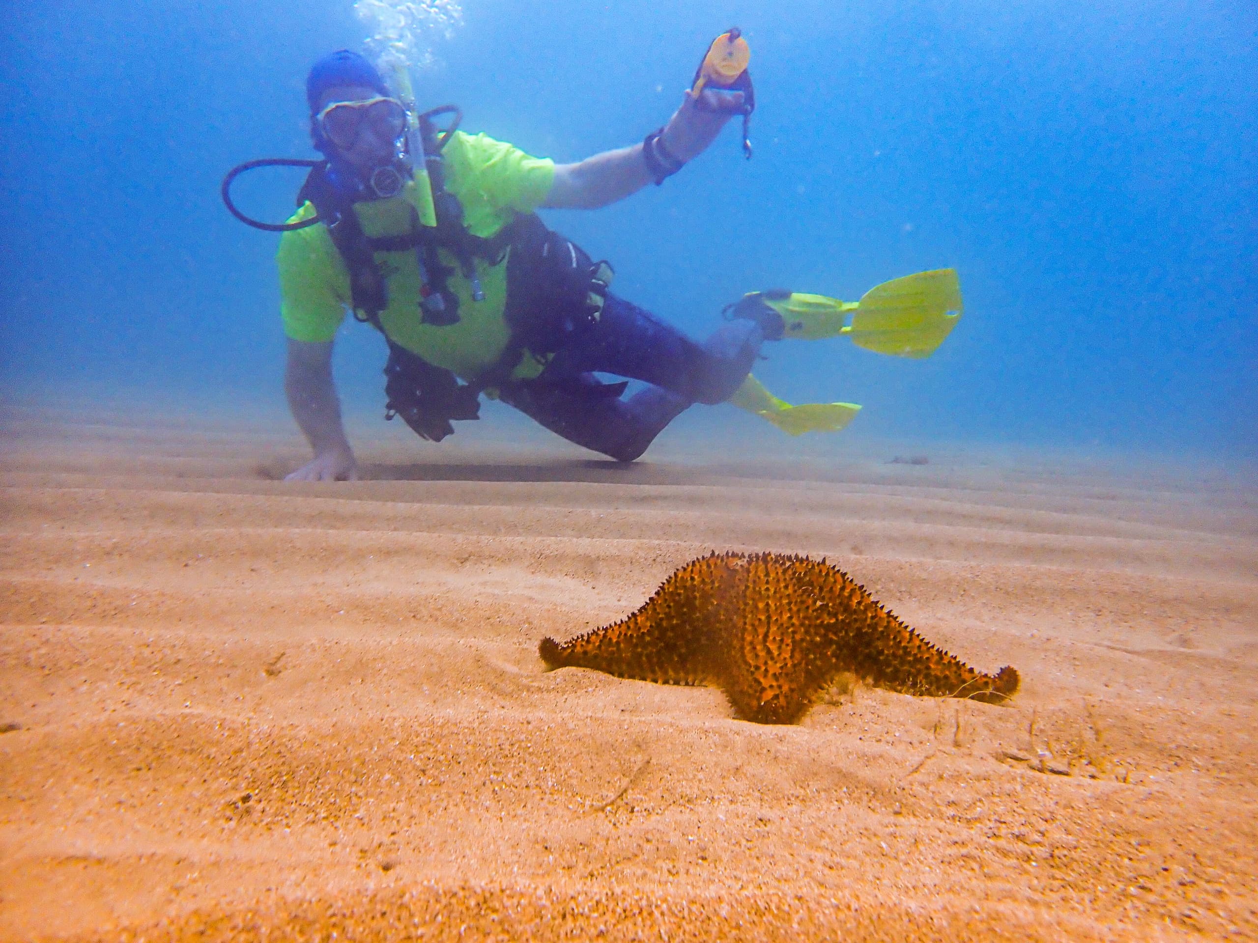 Private Guided Shore Dive in Rincón, Puerto Rico