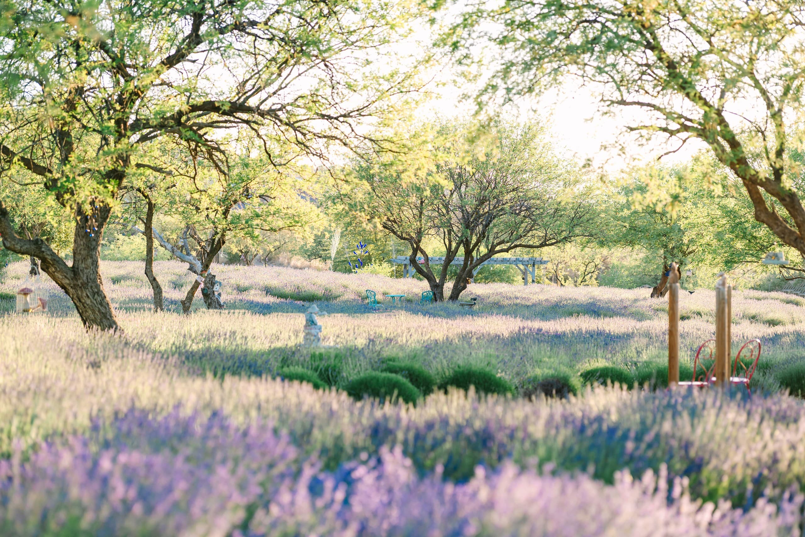 Bridgerton Evening in the Blooming Lavender Field: Oracle, AZ Regency Tea and Costumed Photos photo 2