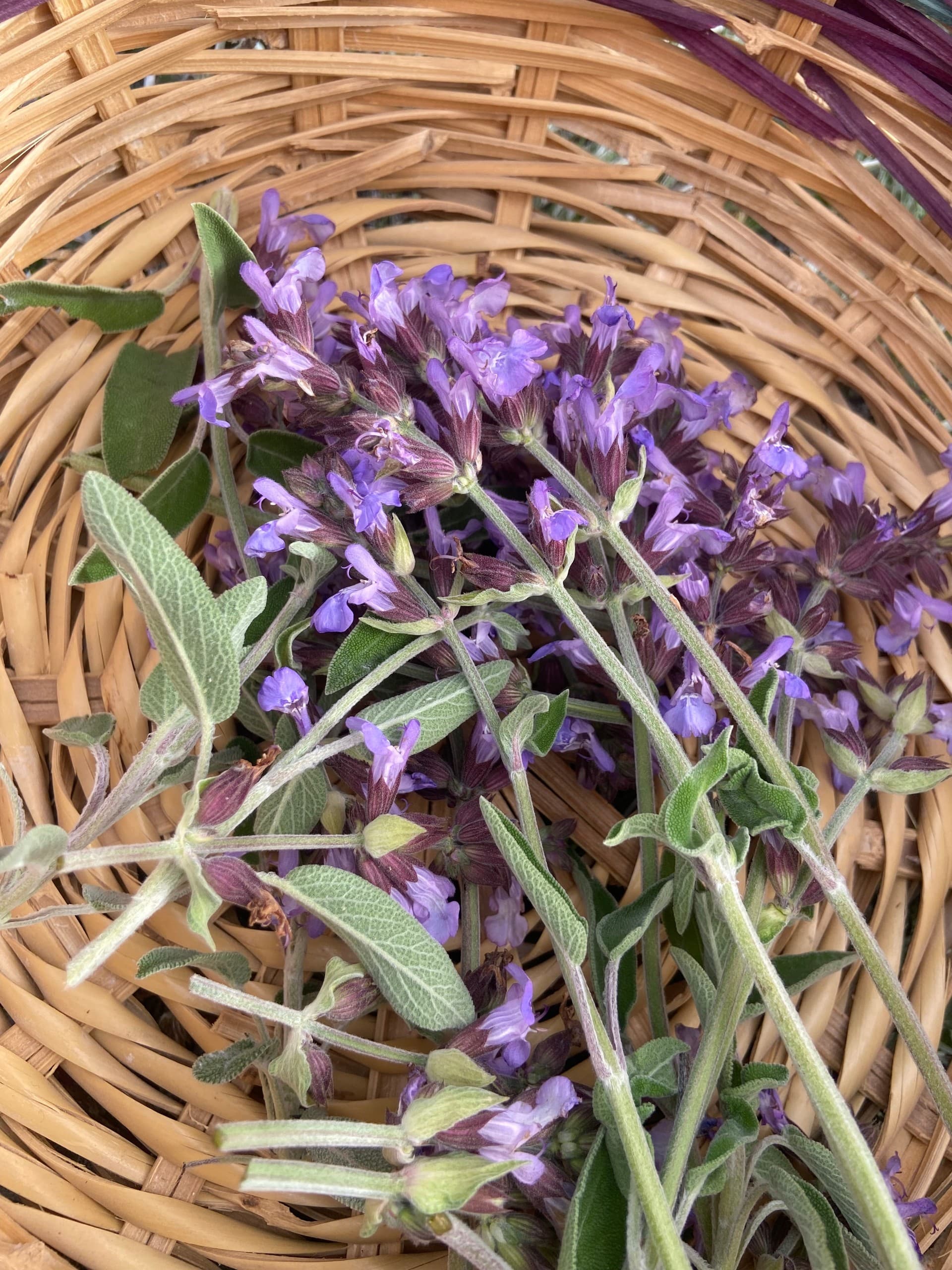Garden-to-Table: Botanical Garden & Organic Olive Grove Experience in Larnaca photo 3