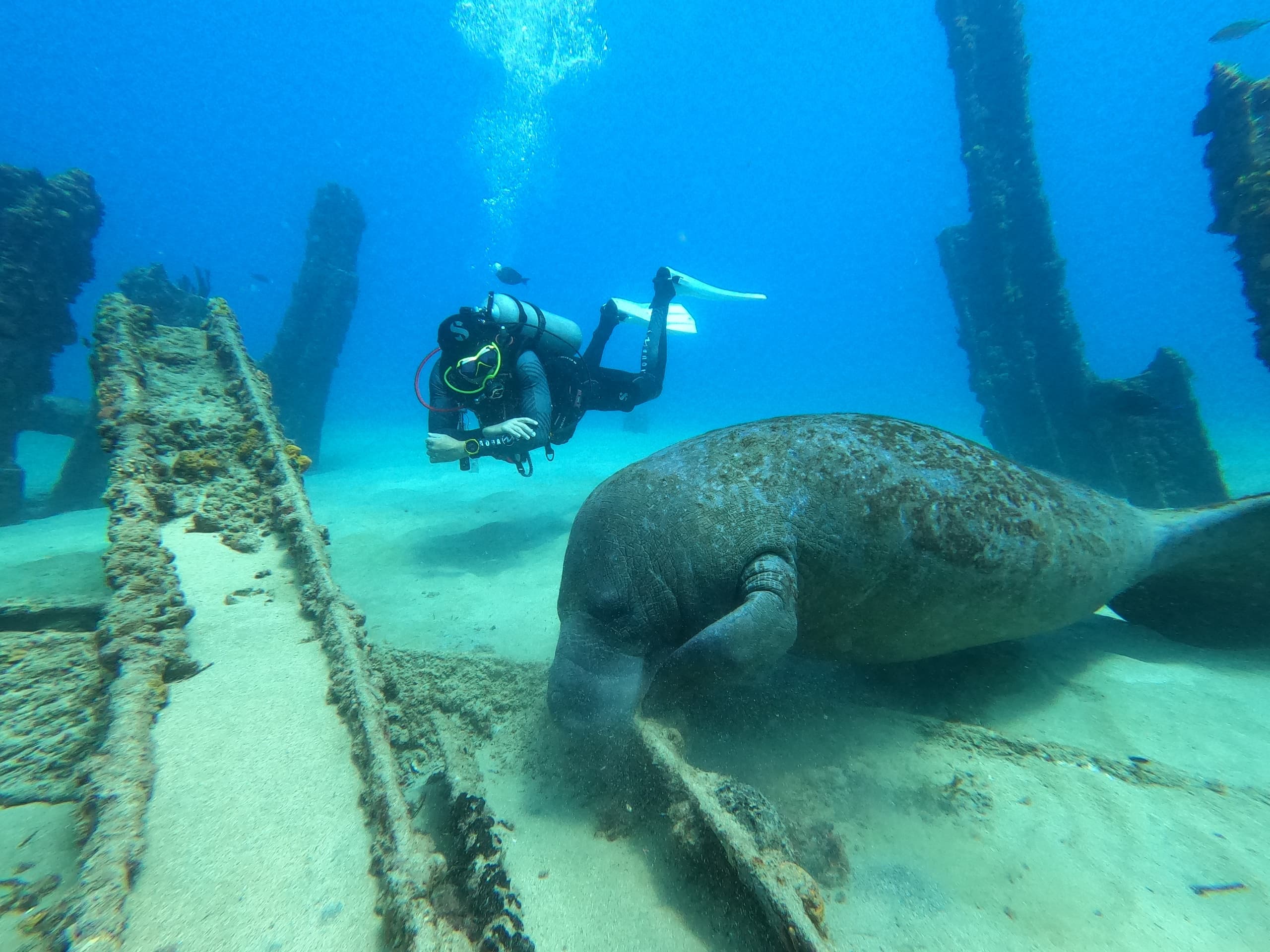SCUBA Diving Adventure for Certified Divers in Aguadilla, PR