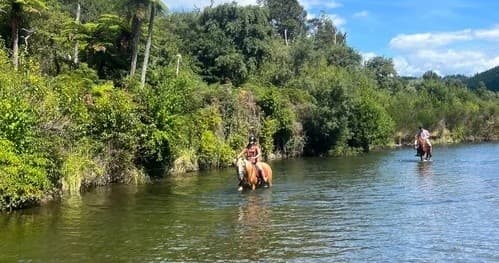 Fast-Paced Horse Trek with Korohe Horse Treks in Tūrangi