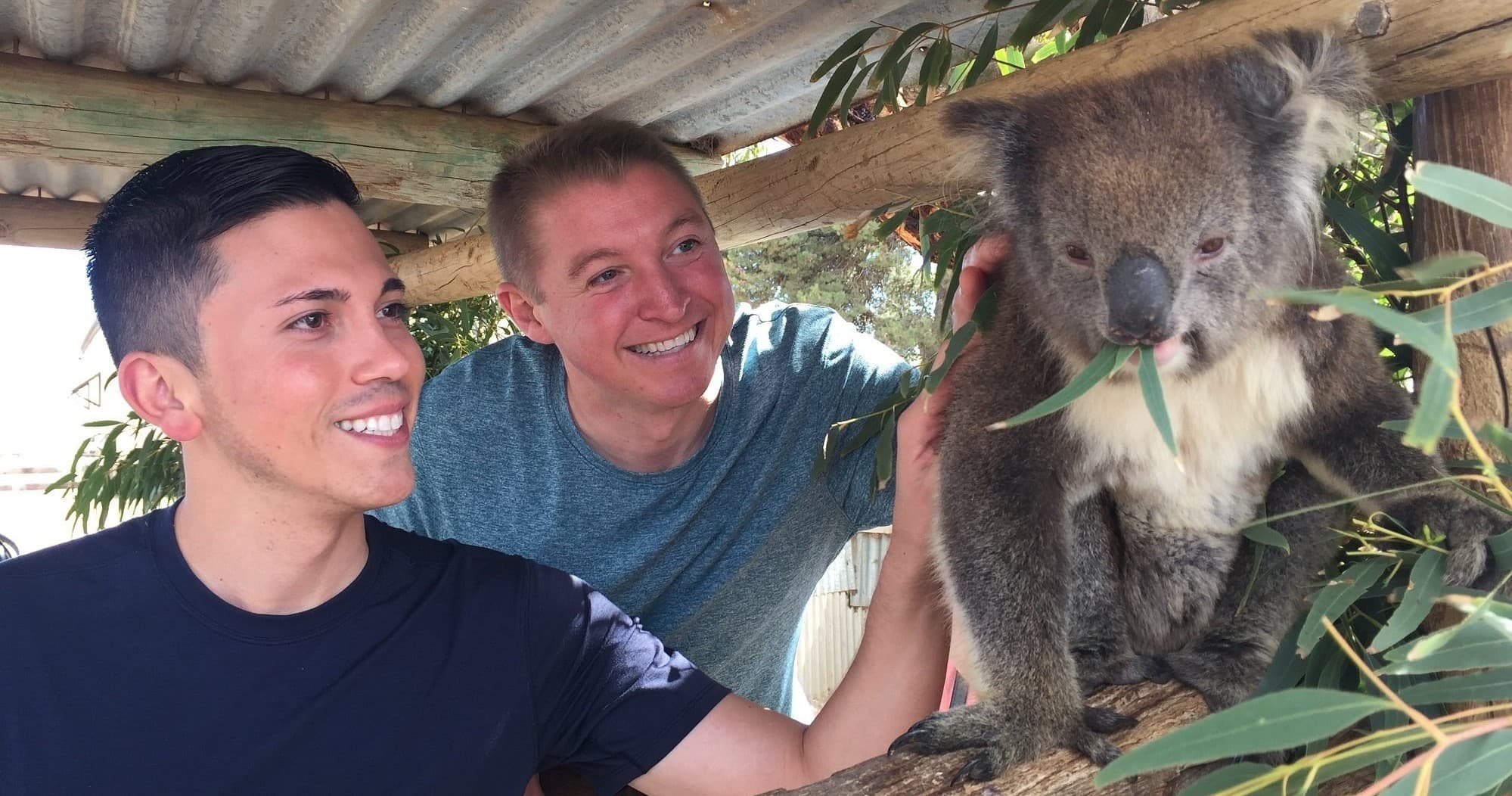 Visitors meeting koala at wildlife sanctuary enclosure