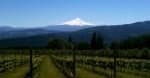 Vineyard rows leading to snow-capped mountain, scenic wine country drive