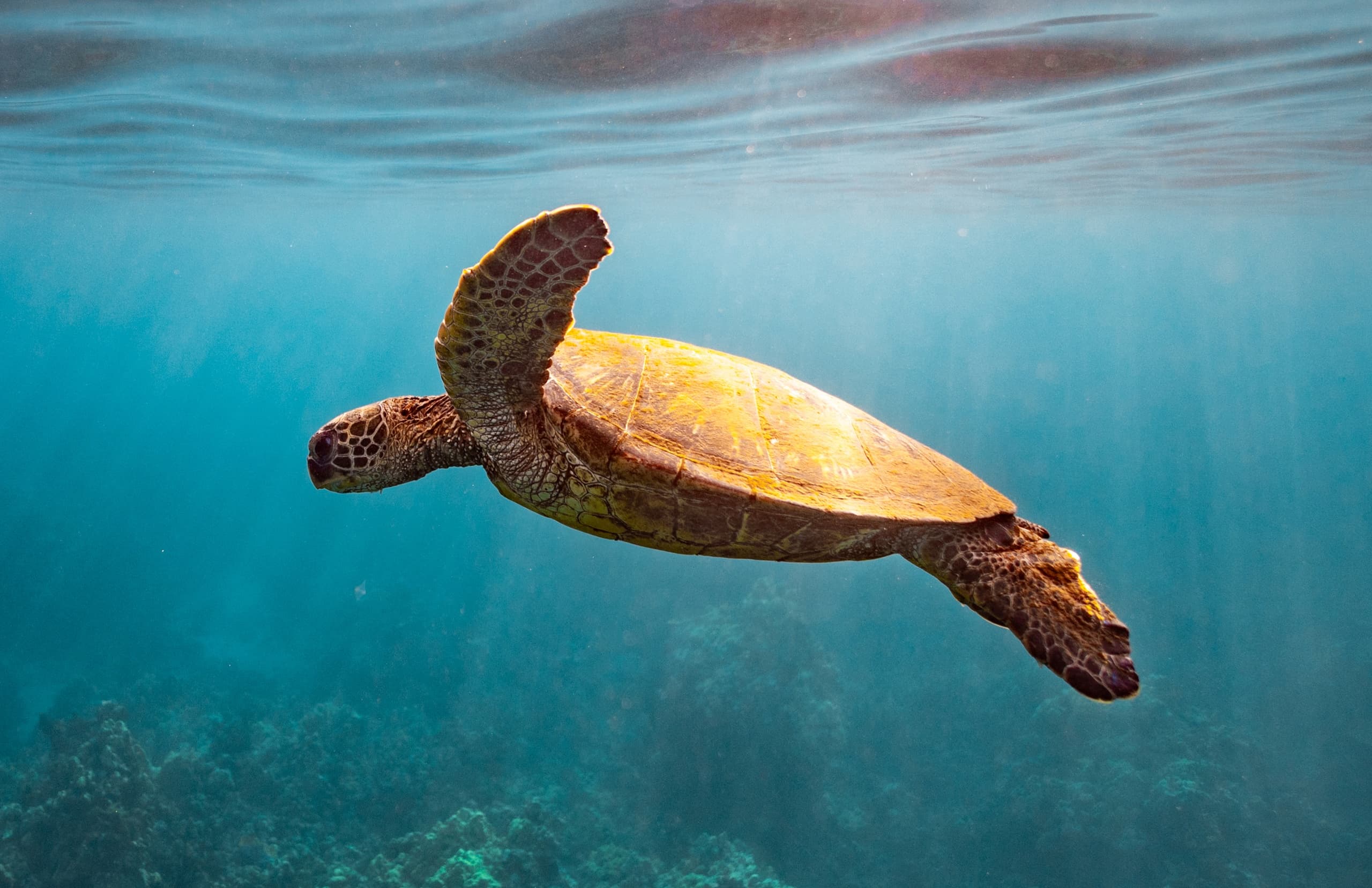 Snorkel with Green Sea Turtles from Maalaea Harbor — Turtles and Tacos Catamaran photo 2