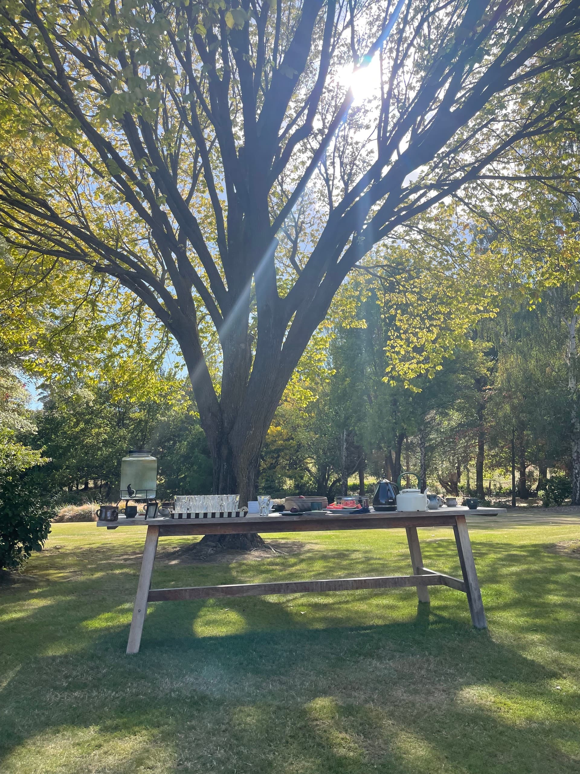 Picnic table under large tree on winery lawn for outdoor tasting