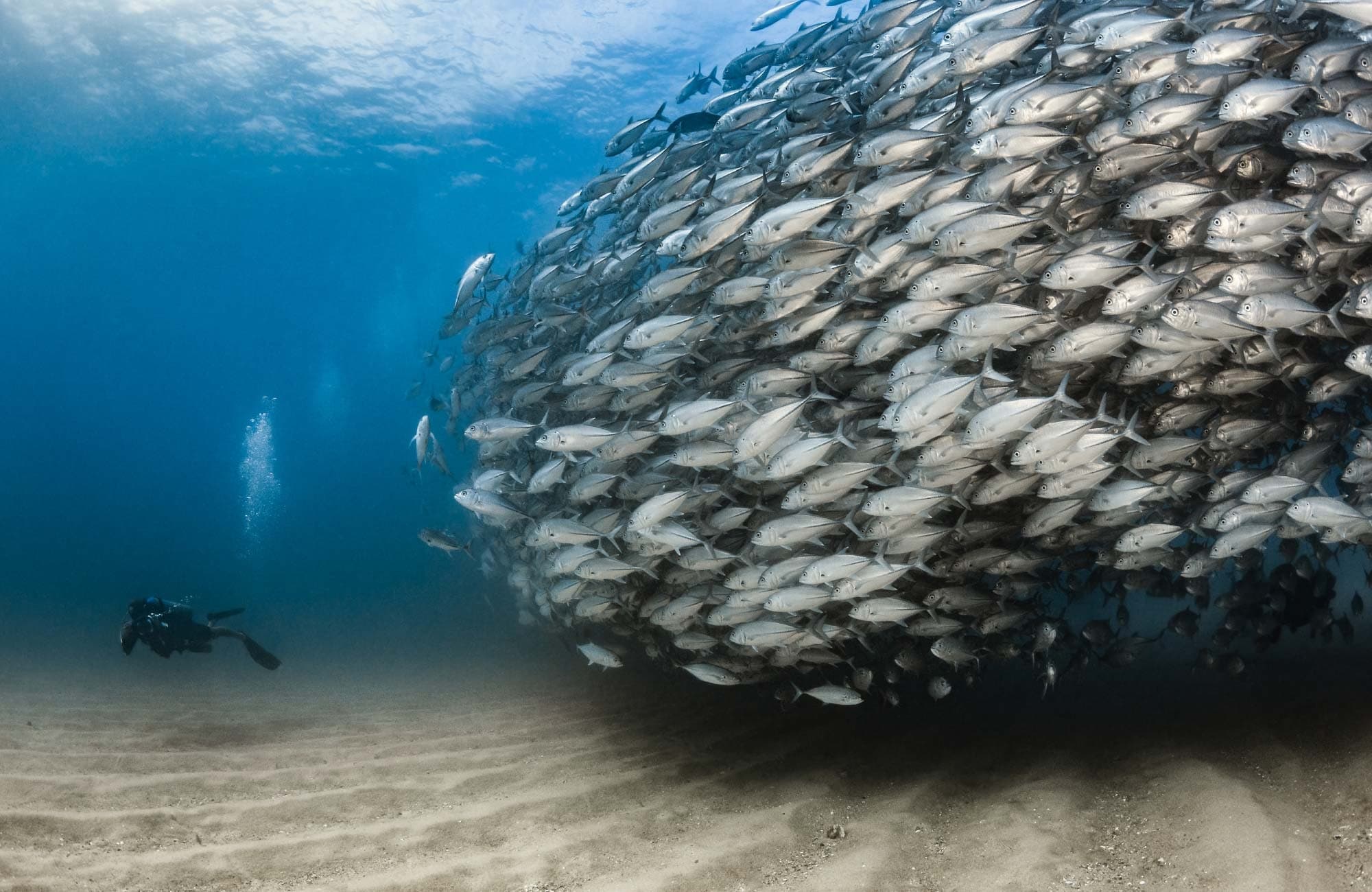 Diver exploring massive bait ball reef formation in Cabo waters