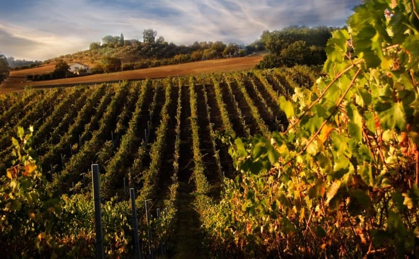 Wine & Views: Touring Florence's Chianti Region with Touring Florence