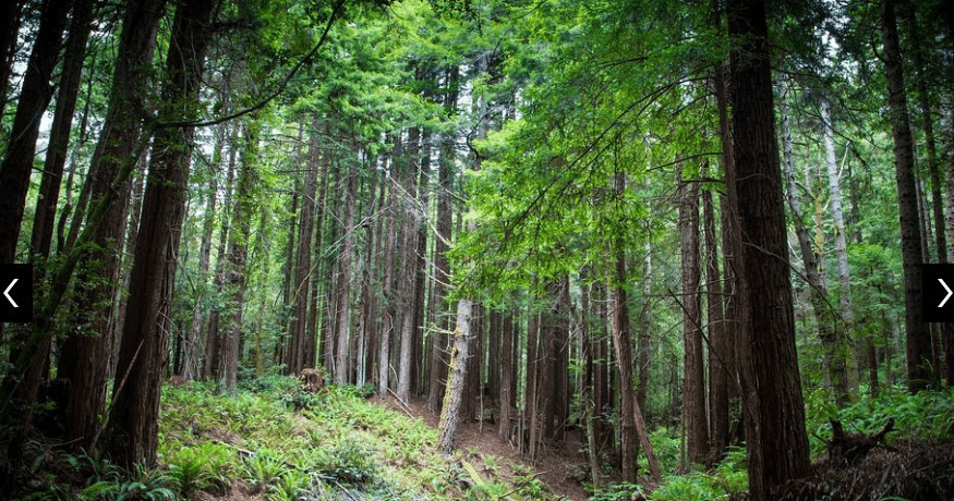 Redwoods to Coast Discovery Tour in Sea Ranch, CA