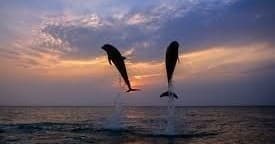 Lewes Sunset Cruise: Dolphin Watching from Cape Henlopen Ferry