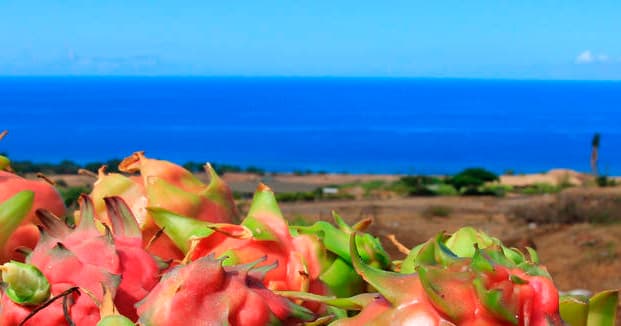 Maui Dragon Fruit Farm fleet