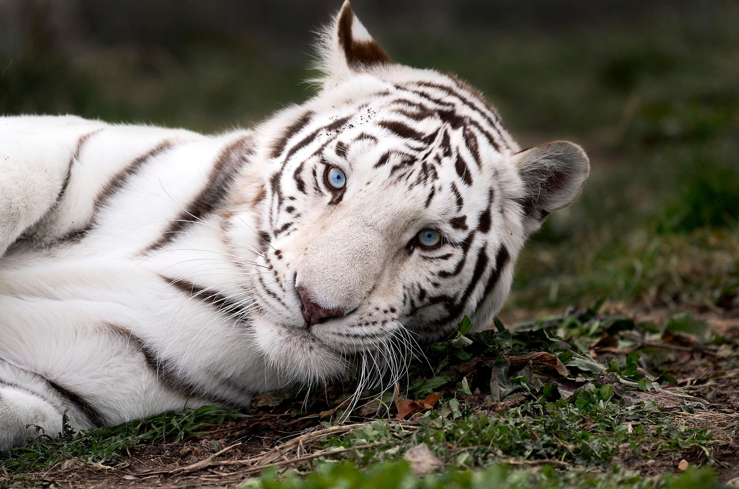 Intimate Group Tours at National Tiger Sanctuary, Missouri