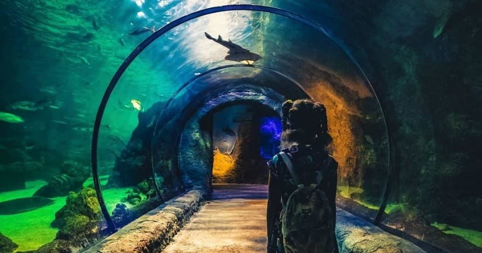 Aquatic Education & Interactive Tours at Denver Aquarium photo 1