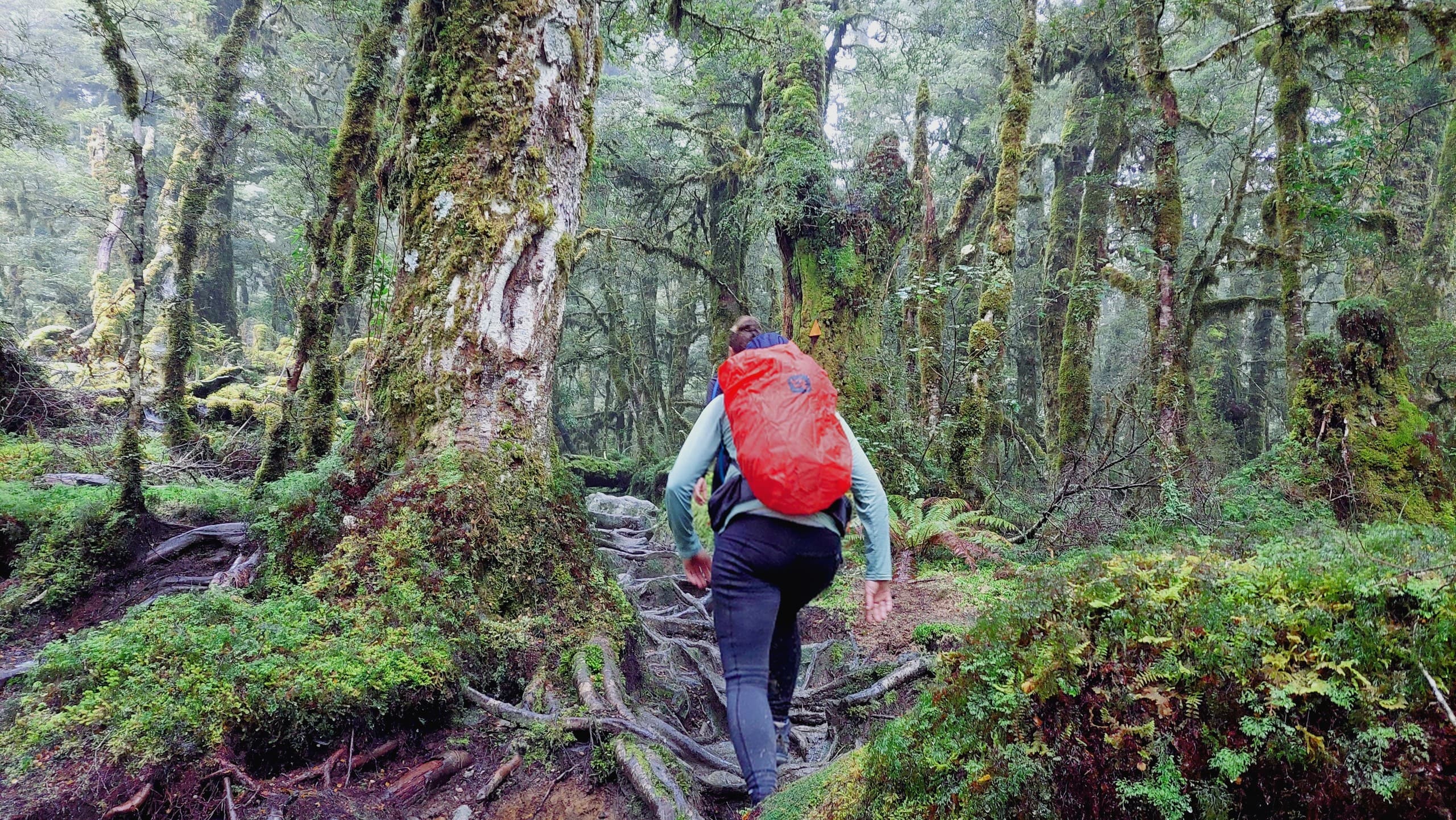 Lake Marian Day Hike: Private Guided Alpine Walk in Fiordland