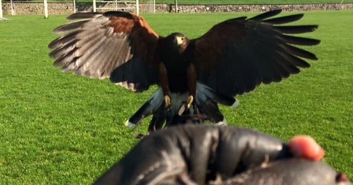 Mayfield Birds of Prey fleet