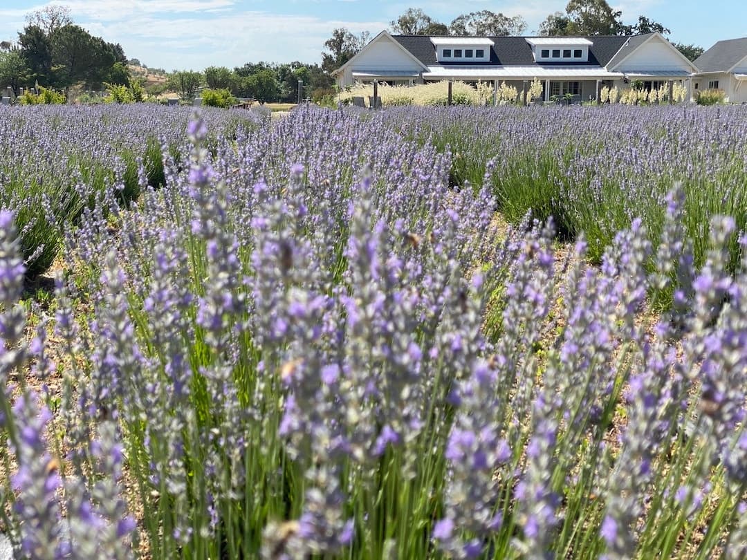 Capay Valley Custom Tasting Tour Near Sacramento