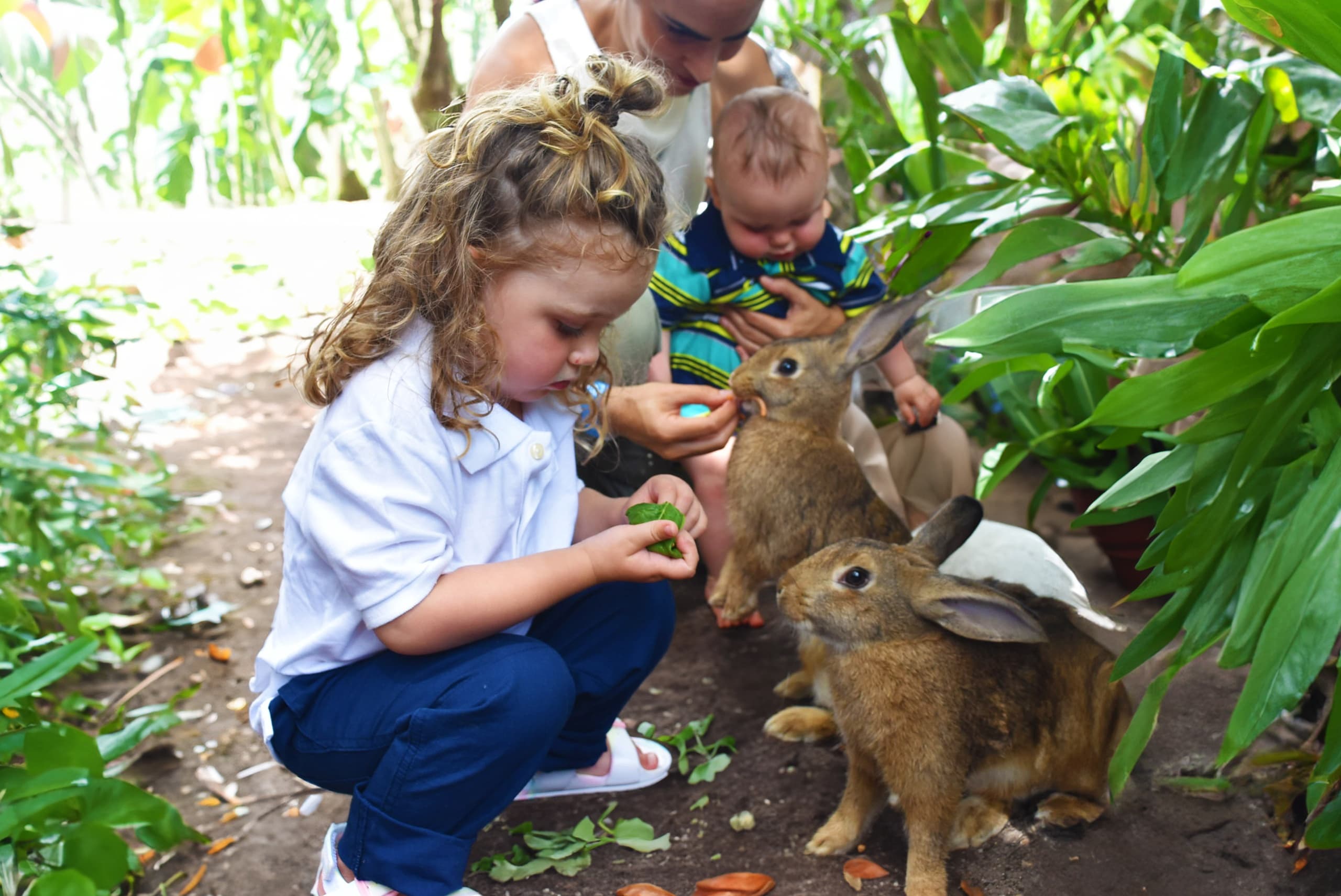 Up Close with Jungle Island’s Bunny Encounter: A Unique Wildlife Interaction in Miami
