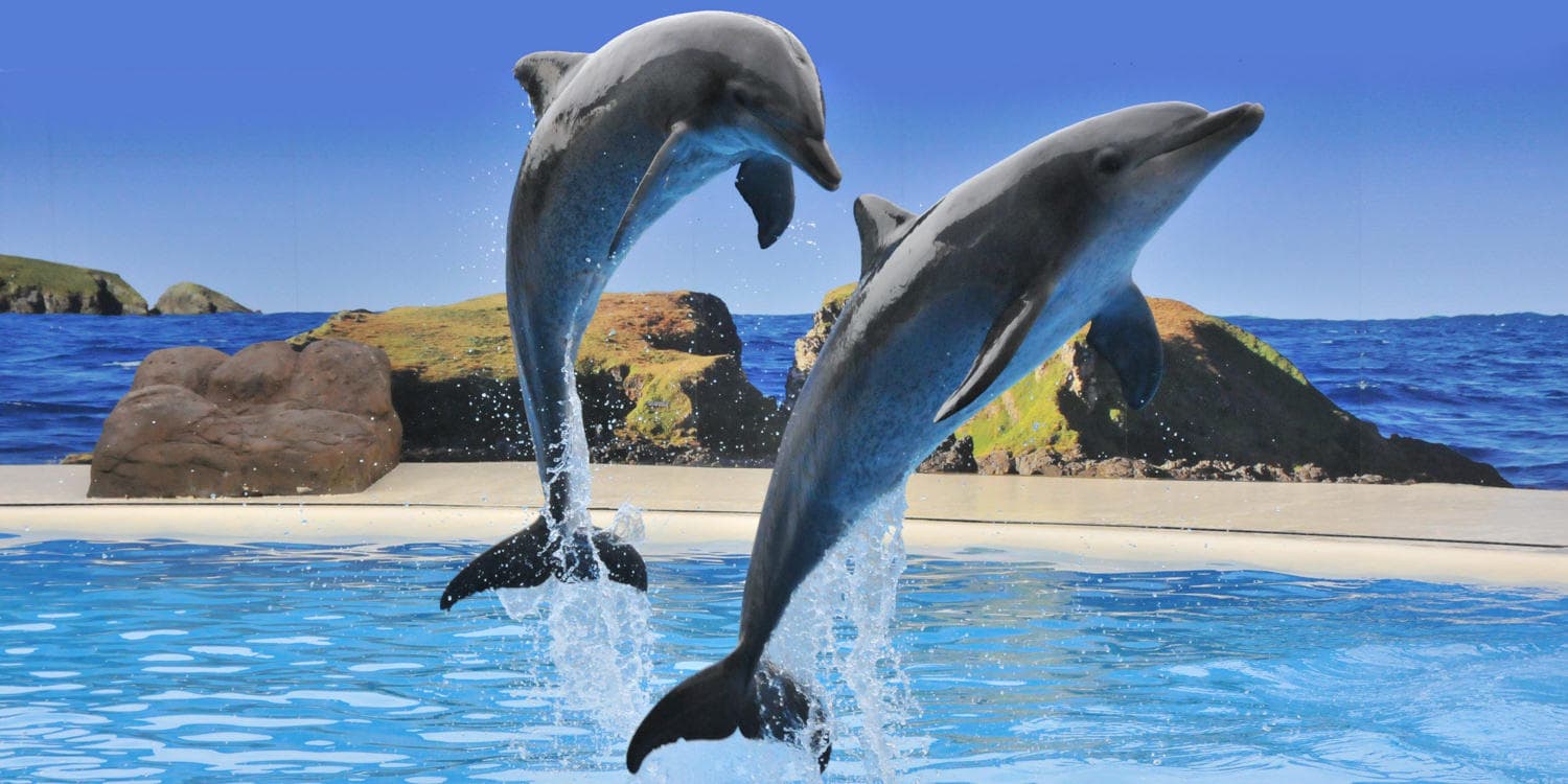 Two dolphins leaping at seaside pool with rocky beach backdrop