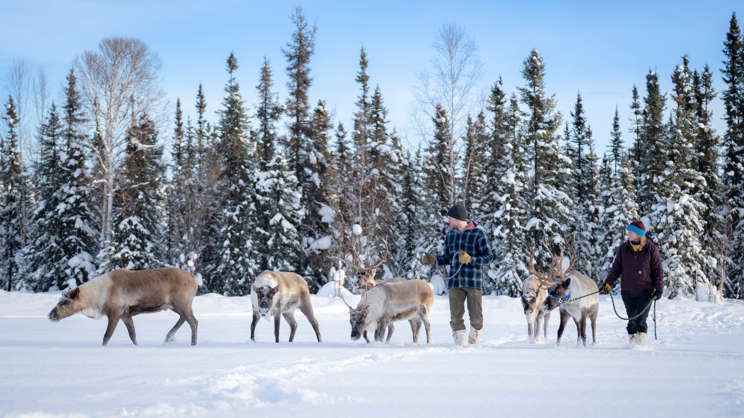Reindeer trekking with guides across snowy boreal forest landscape