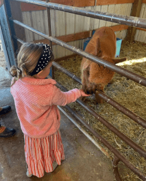 Wasatch Back Alpacas team