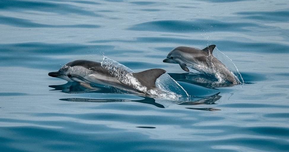 Pair of dolphins bow-riding on calm ocean surface near boat