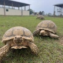 Meet Texas' Gentle Giants: The Tortoise Encounter at Busy B Ranch Wildlife Park