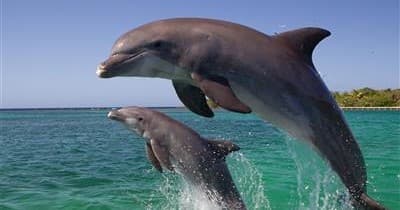 Bottlenose dolphins leaping offshore in clear Gulf waters