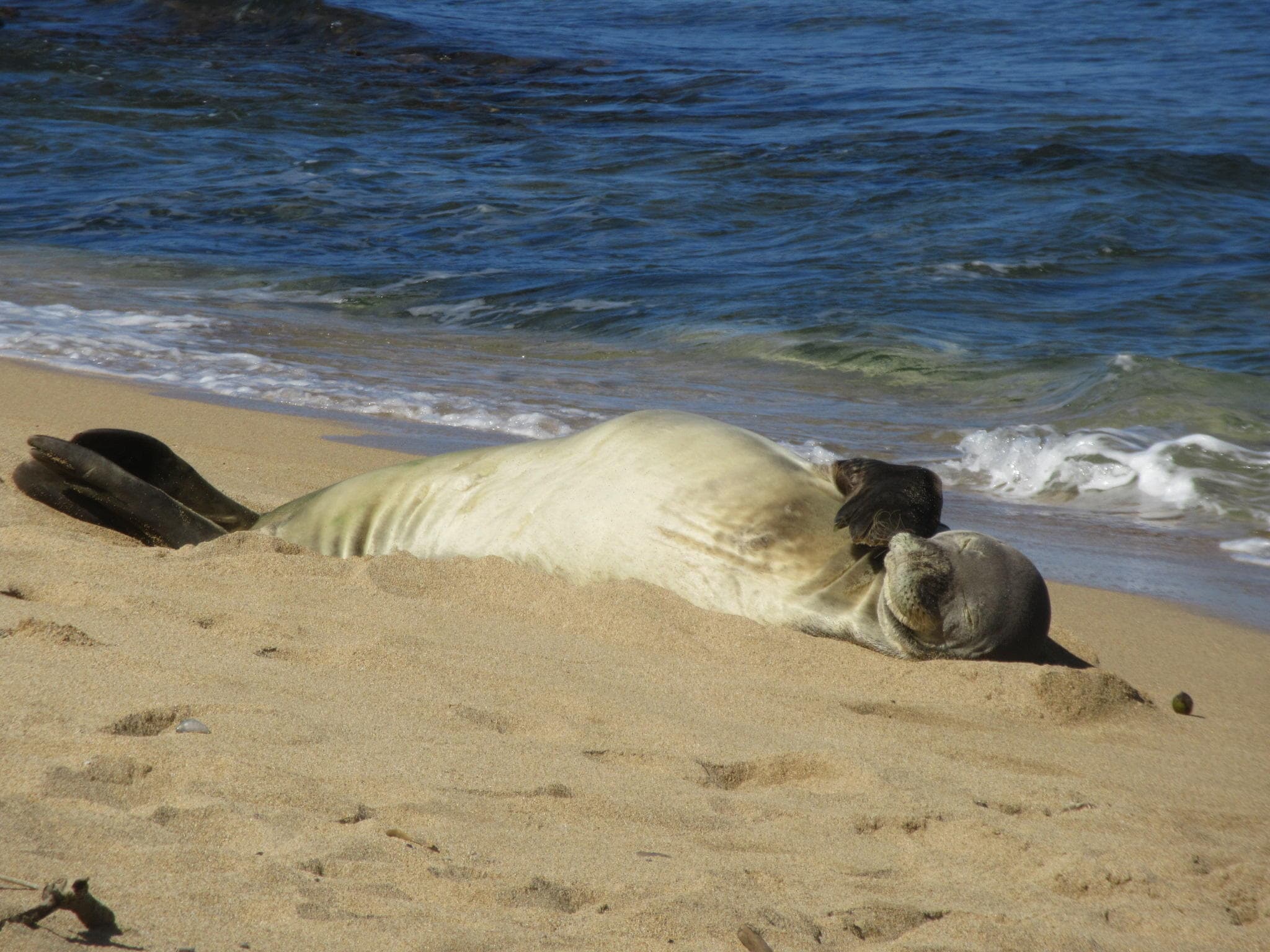 Monk seal lounging on sandy beach with ocean surf