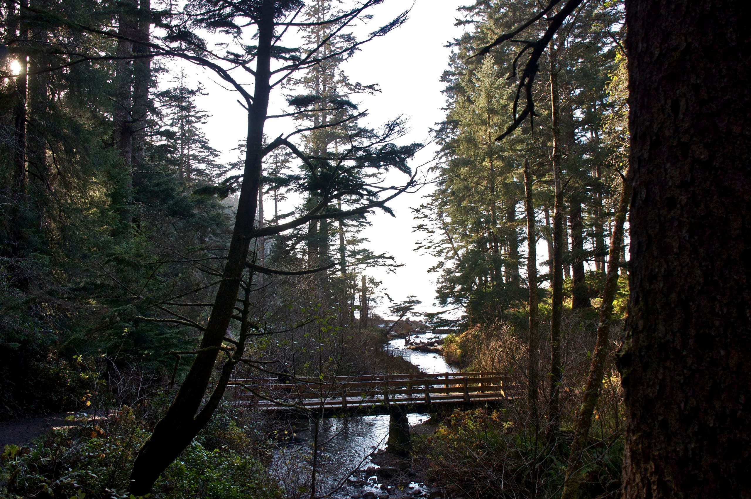 Woodland trail crossing small bridge, forest hike and exploration