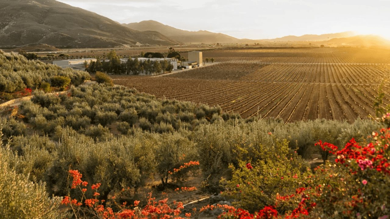 Scenic vineyard with wildflowers and sunlit rolling hills in Baja