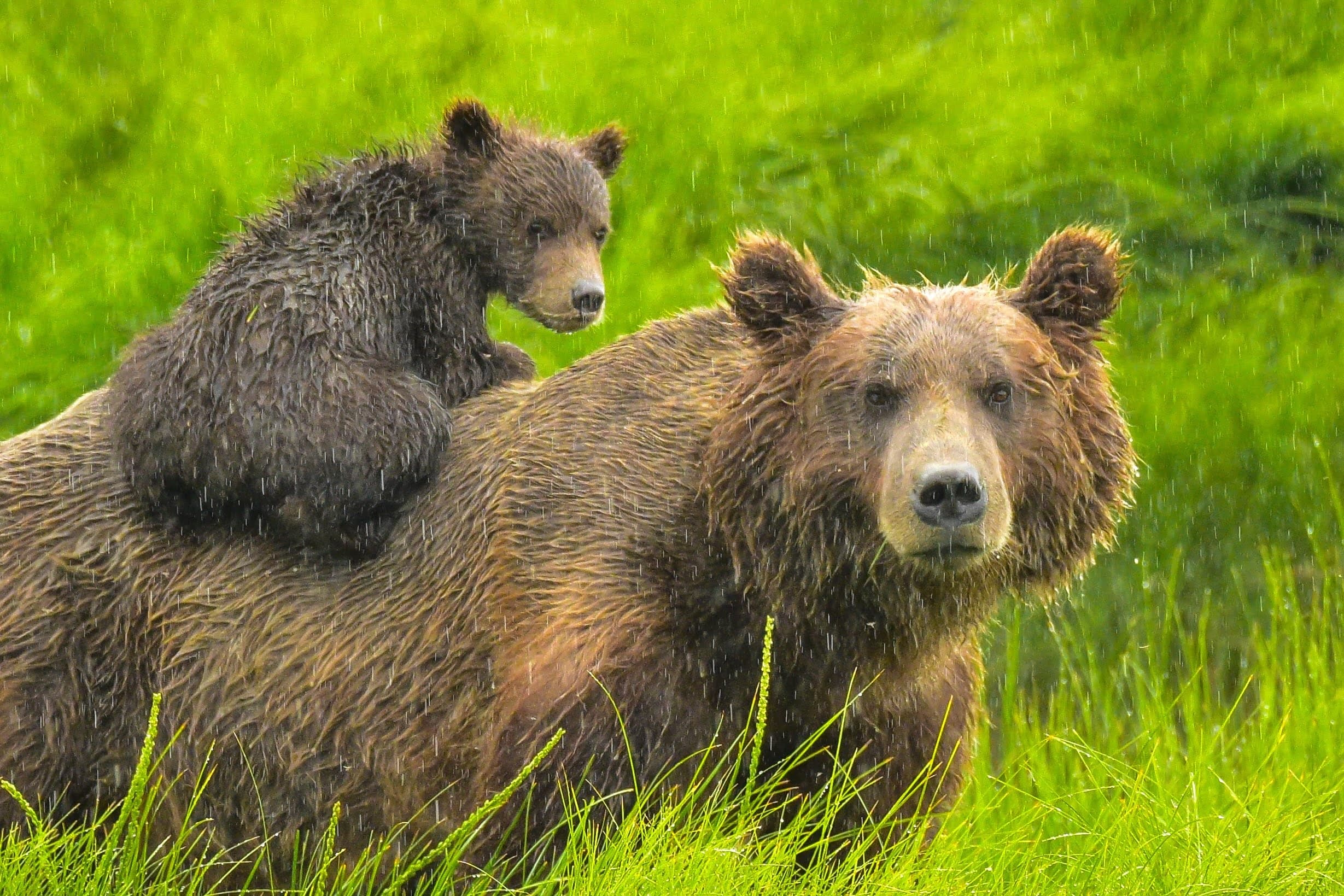 Unforgettable Bear Viewing Adventure in Alaska’s Tuxedni Bay