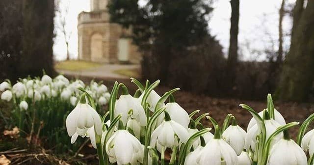 Snowdrops blooming near historic Wensleydale estate in spring