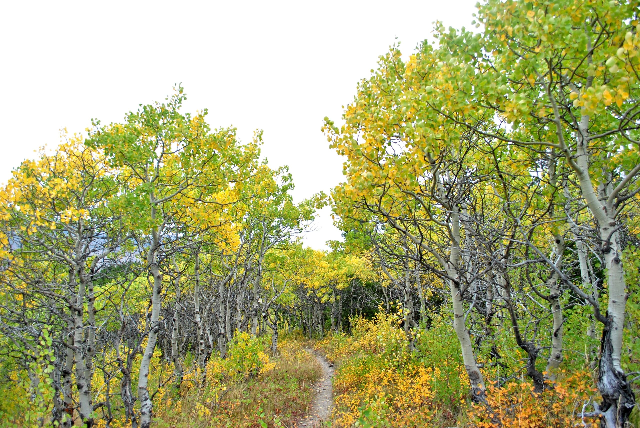 Seasonal Forest Bathing in Columbia Falls: Mindful Journaling in Montana Woods photo 3