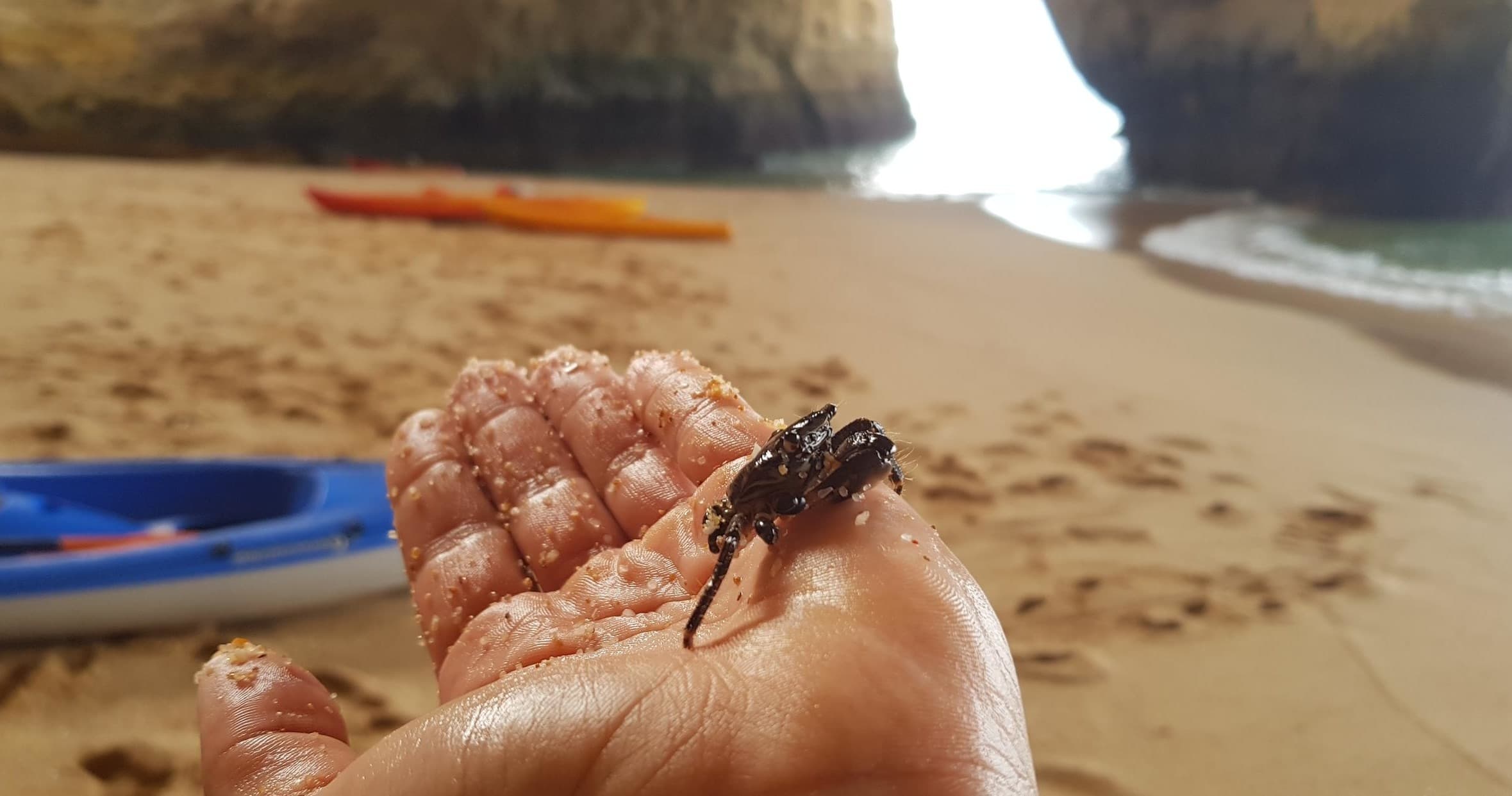 Close-up holding small crab on Algarve beach with kayaks, tidepooling