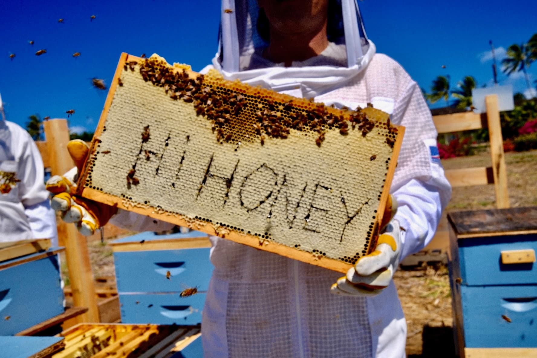 Beekeeper holding honeycomb frame at sunny coastal apiary with bees