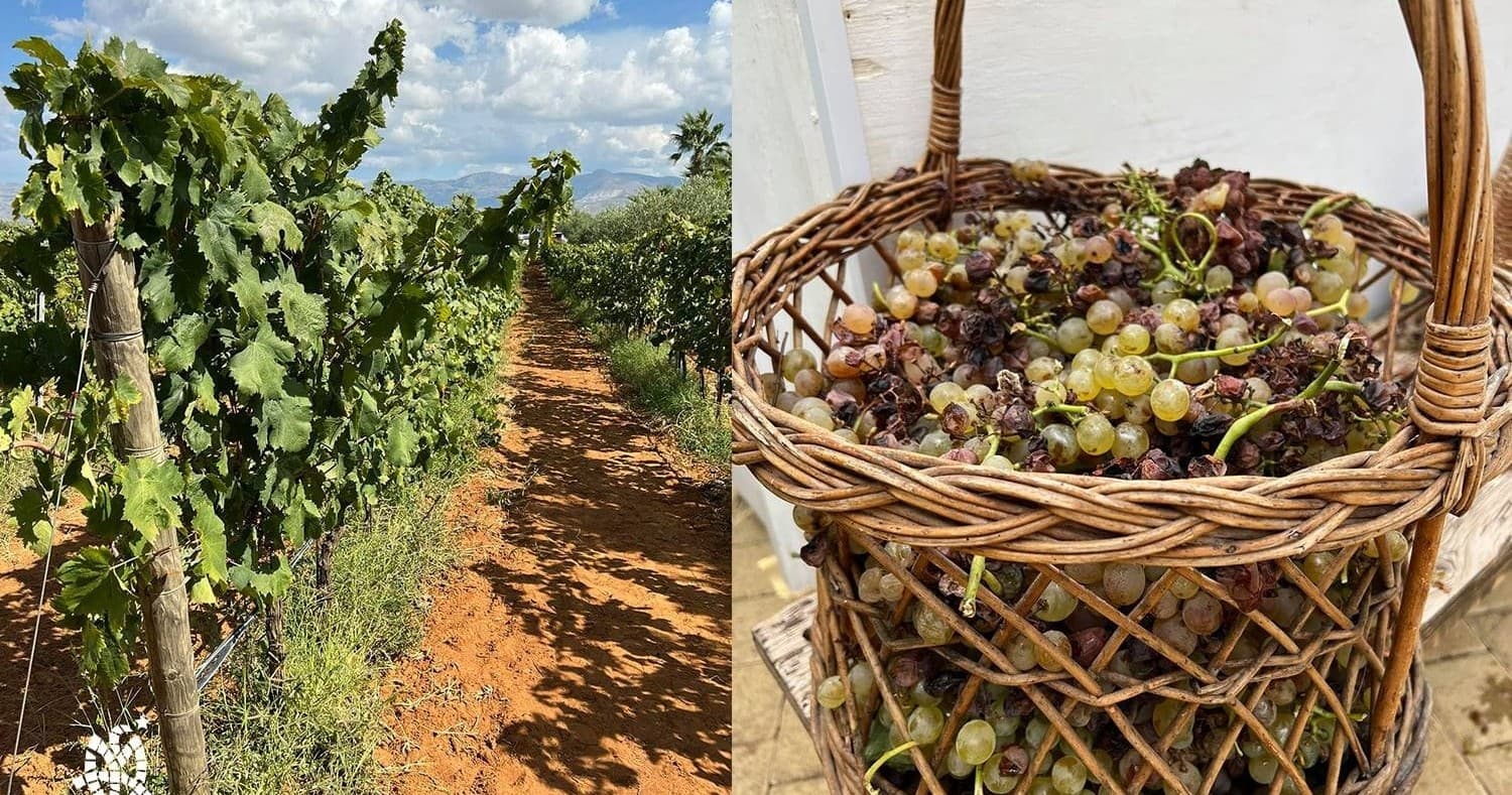 Harvest & Wine Tasting on Sicily's Vineyards