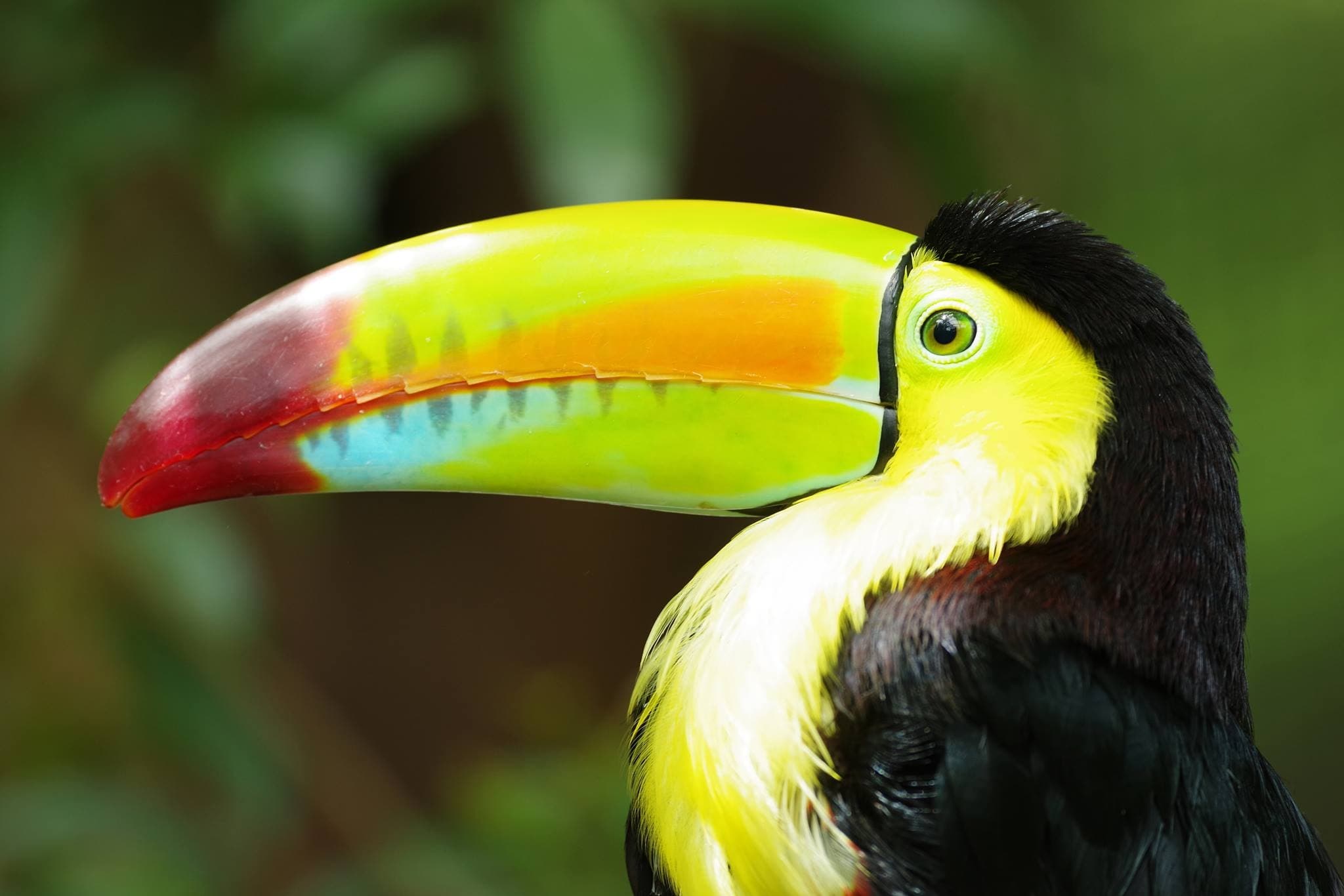 Discover Wildlife at Diamante Eco Adventure Park
