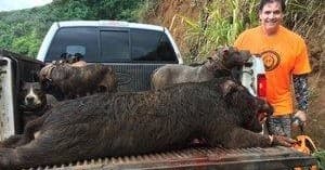 Hunter posing with large wild boar on pickup truck in grassland