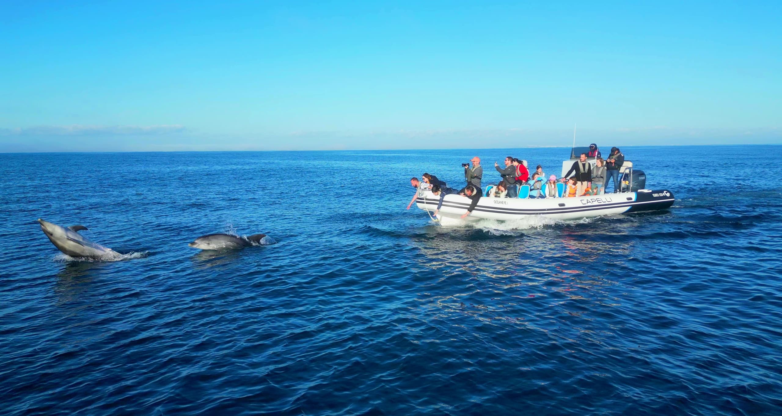 Sea Cave & Marine Life Adventure with Oceaneye Algarve in Albufeira