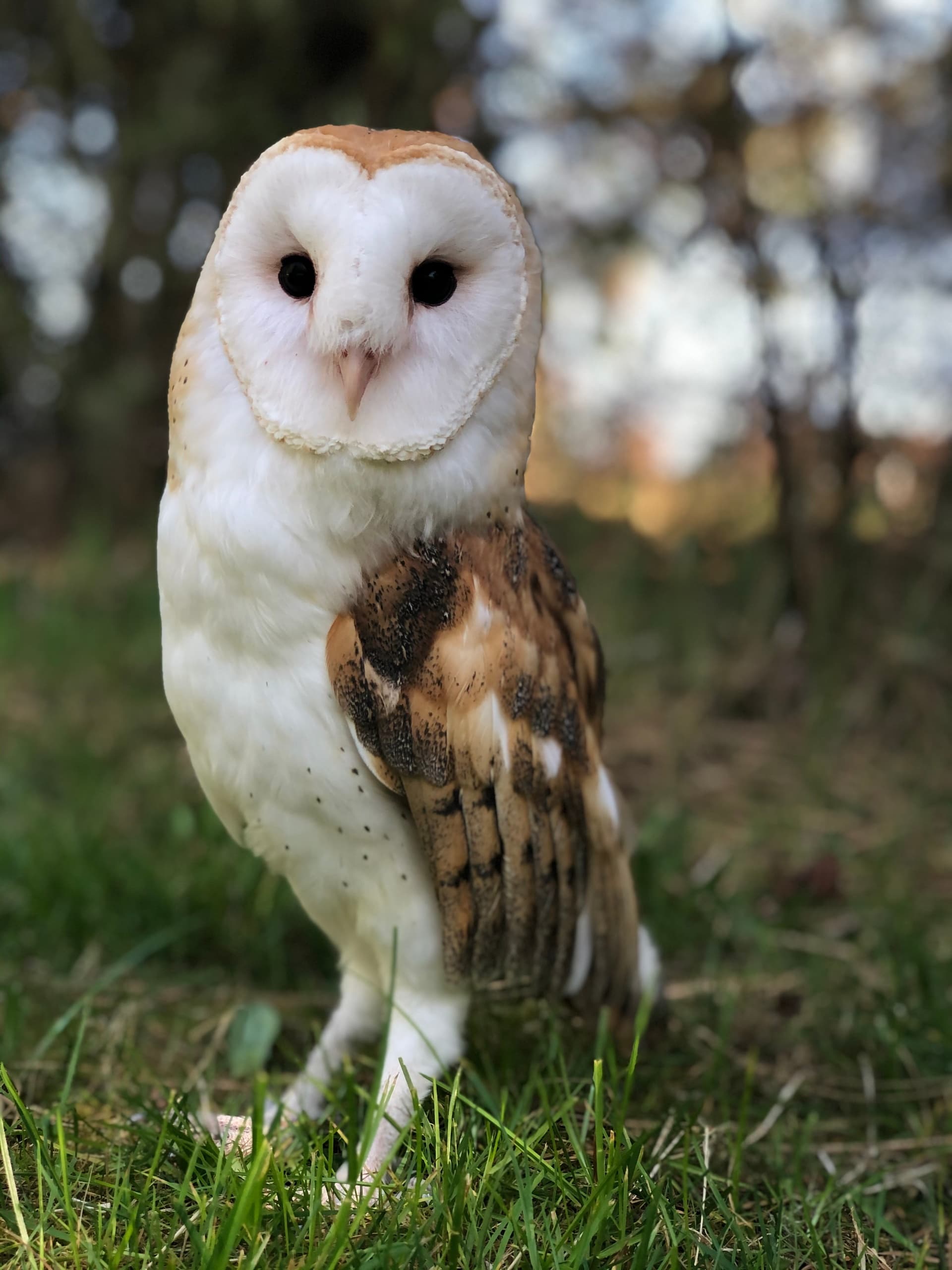 Barn owl standing in grassy field, nocturnal bird encounter
