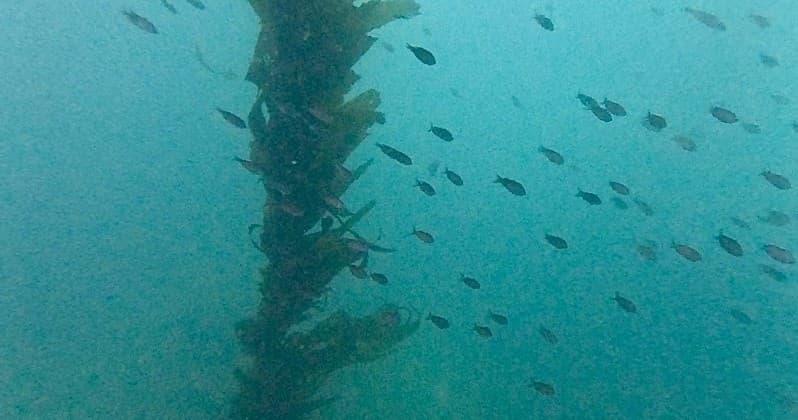 Snorkel Tour with Terranea Resort in Rancho Palos Verdes