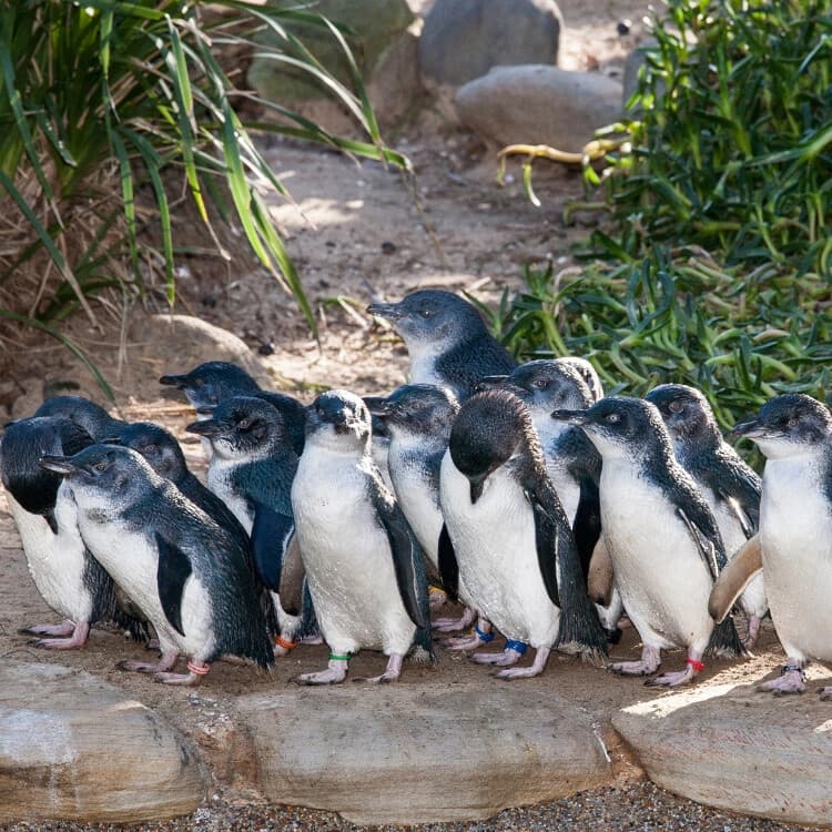 Puffing Billy to Phillip Island: Melbourne Day Tour with Steam Train Ride & Little Penguin Parade