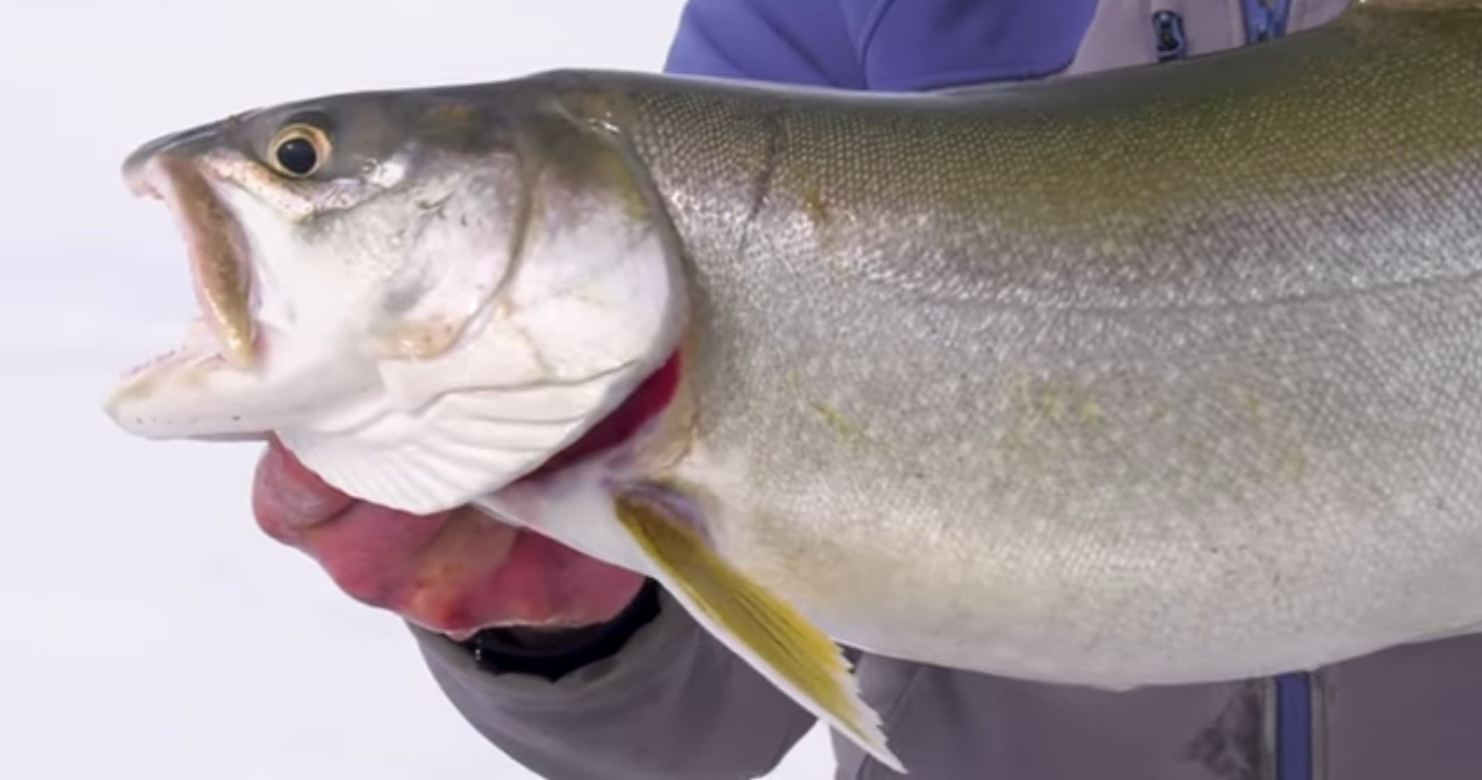 Fort Peck Ice Fishing Charter: Full-Day Lake Trout Jigging with Heated Shelters