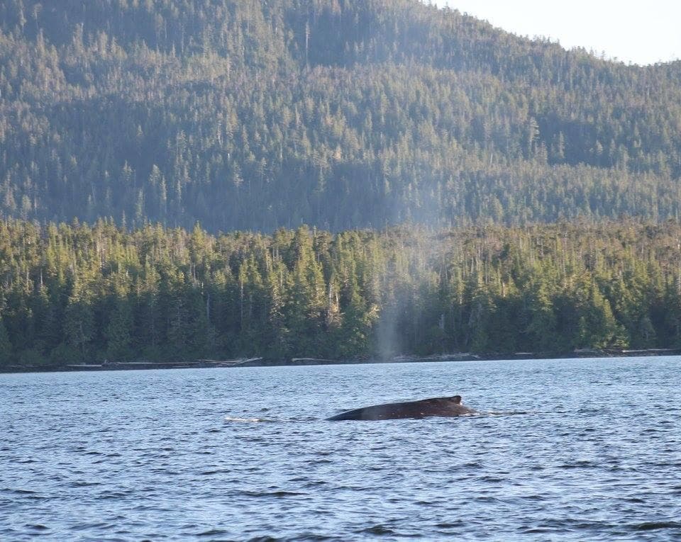 Humpback whale surfacing and spouting in coastal Alaska waters