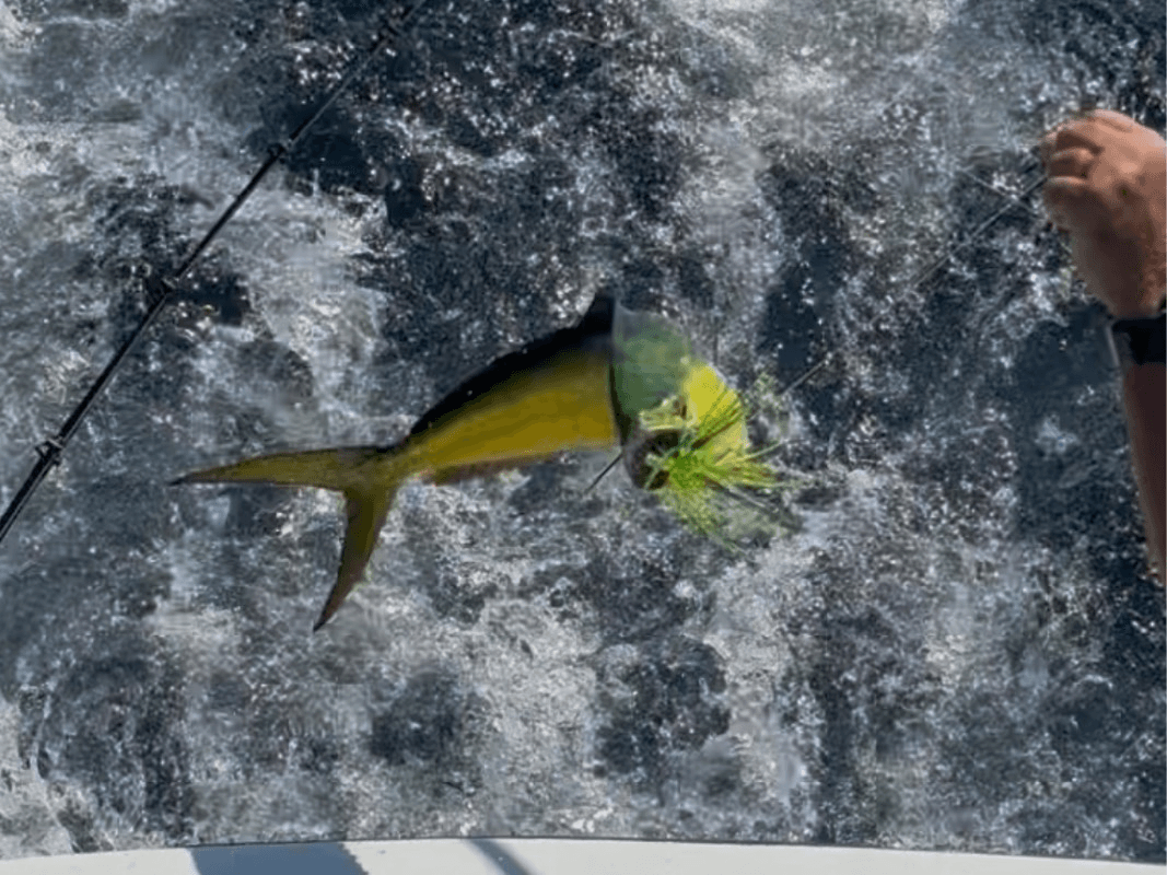 Angler reeling dorado from boat over choppy ocean waters