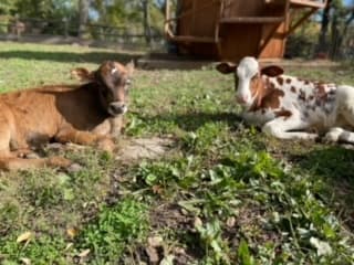 Baby Cow Cuddling Experience in Dresher, Pennsylvania