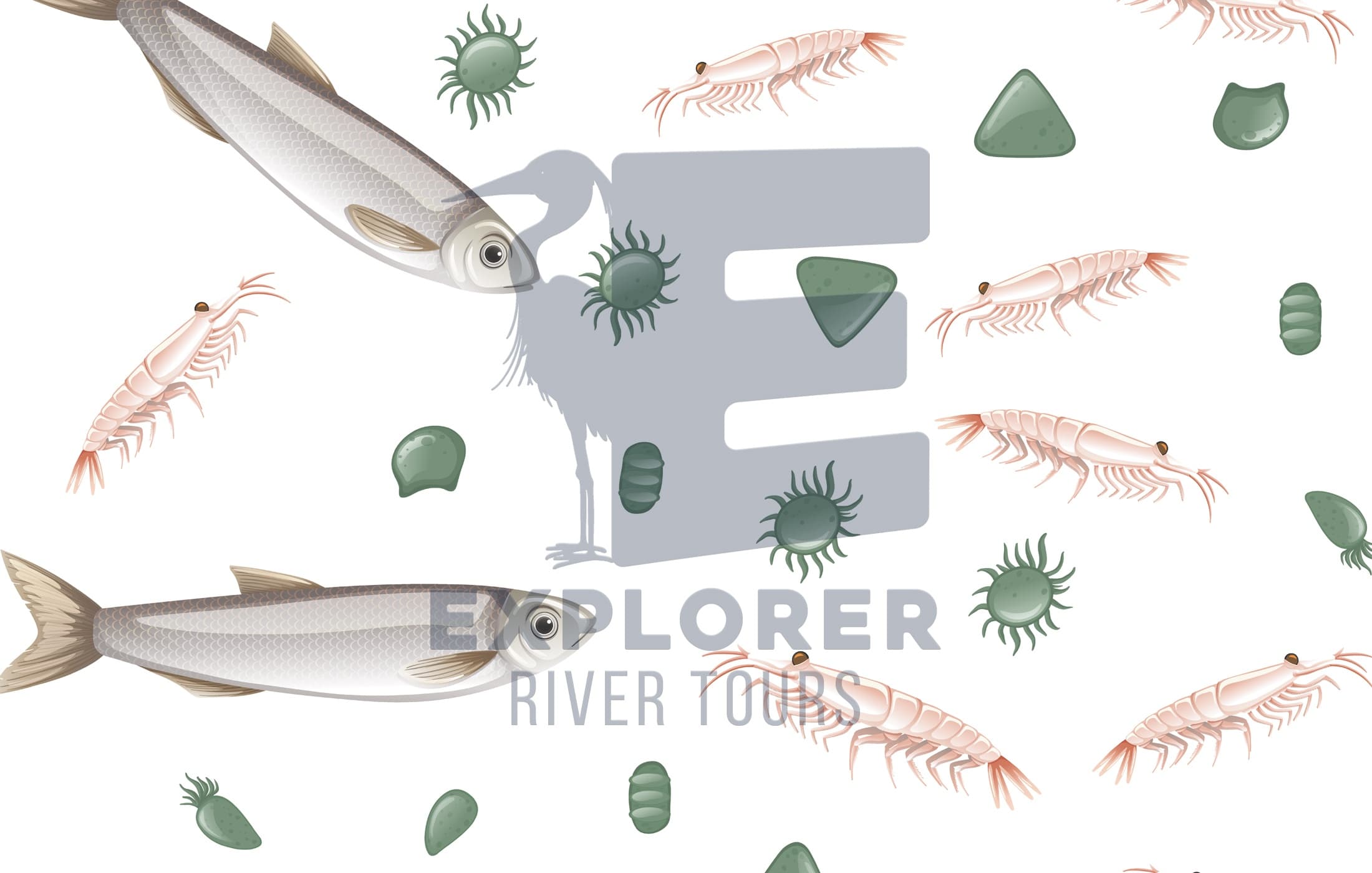 Freshwater Safari on the Blackstone River: Discover Tiny Aquatic Life Up Close