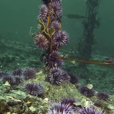 Scuba & Conservation: Kelp Restoration Diver at Central Coast