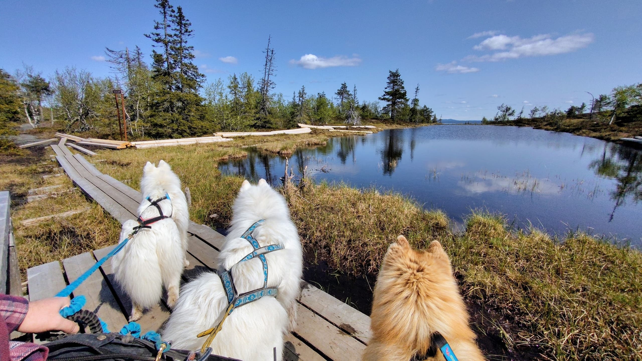 Dog-Powered Hike to Riisitunturi Midnight-Sun Summit