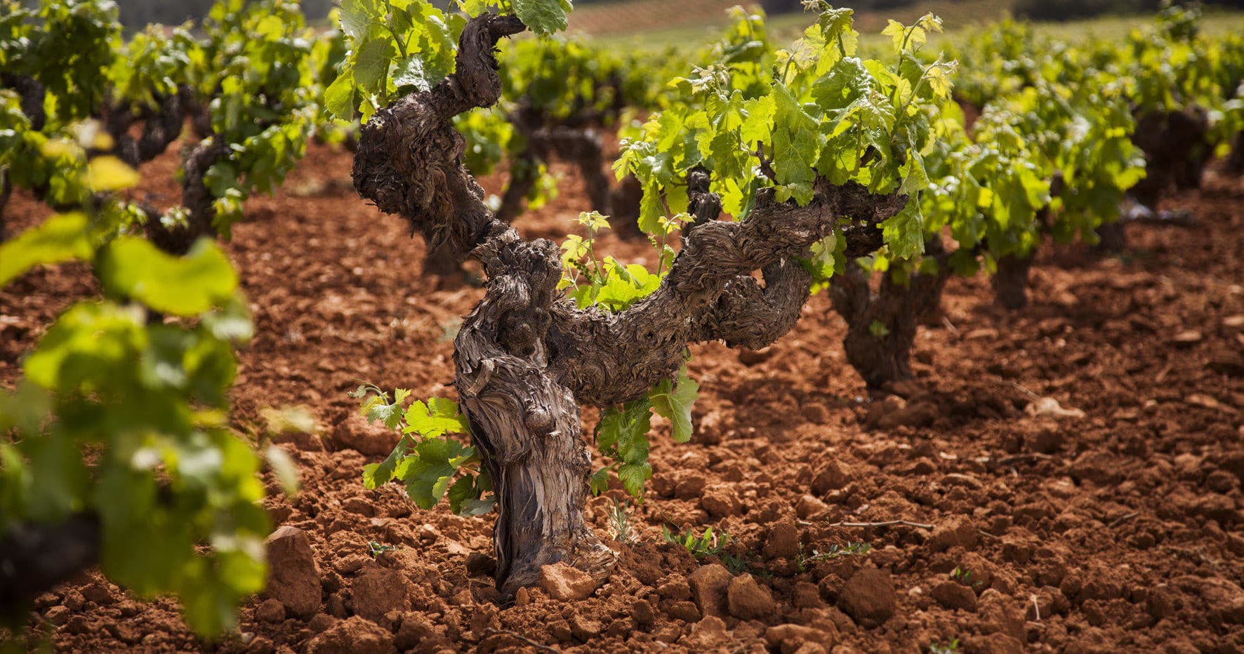 Wine & Culture Tour in Requena with Costa Blanca Tour Services